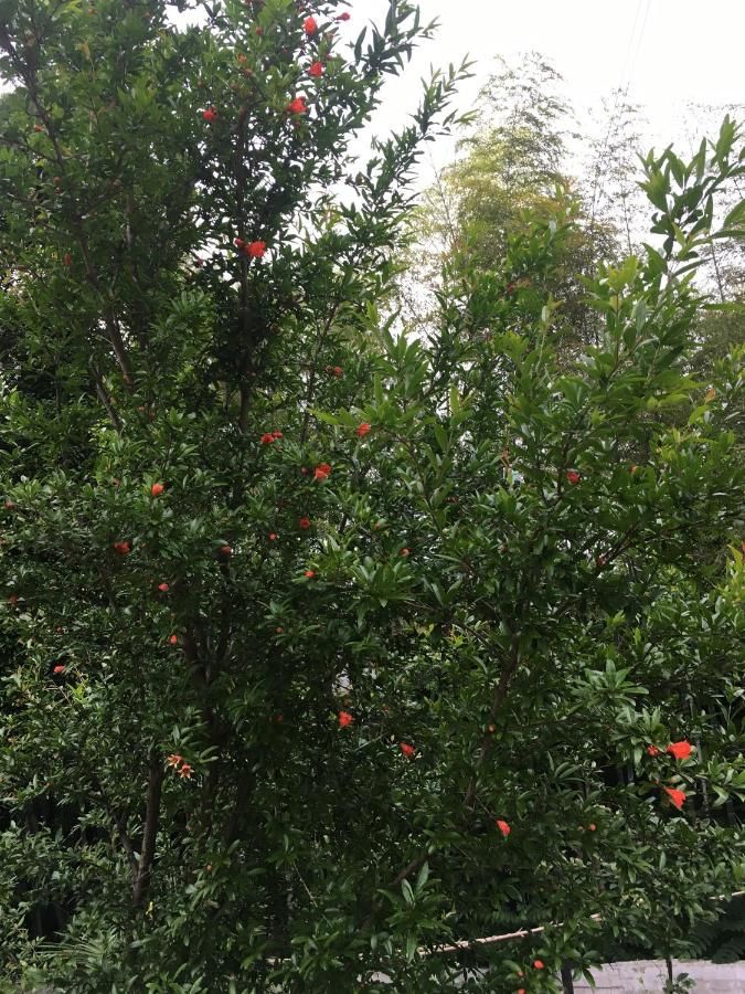 Гостевой дом Guest House Maxim Махинджаури-23