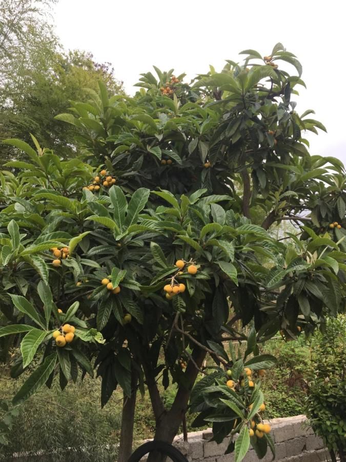 Гостевой дом Guest House Maxim Махинджаури-25