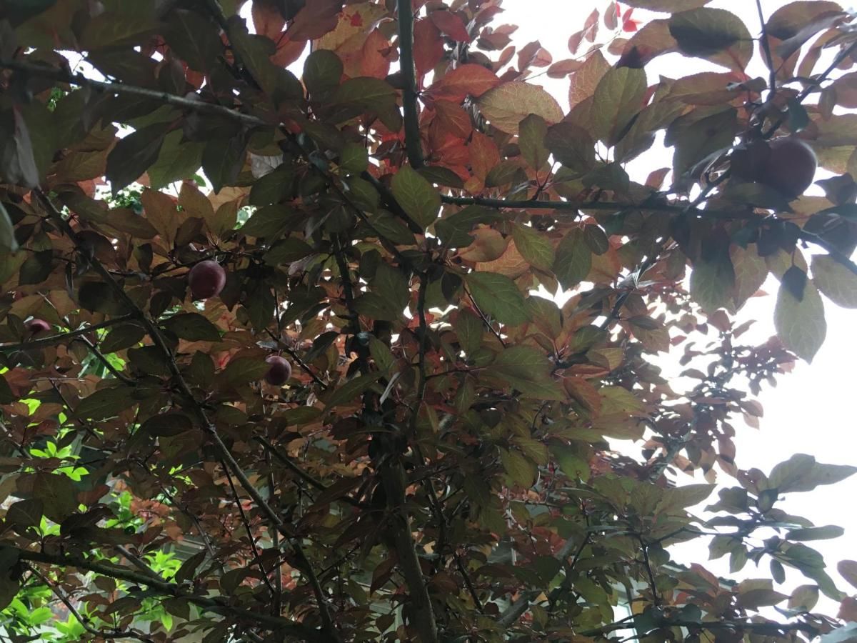 Гостевой дом Guest House Maxim Махинджаури-26