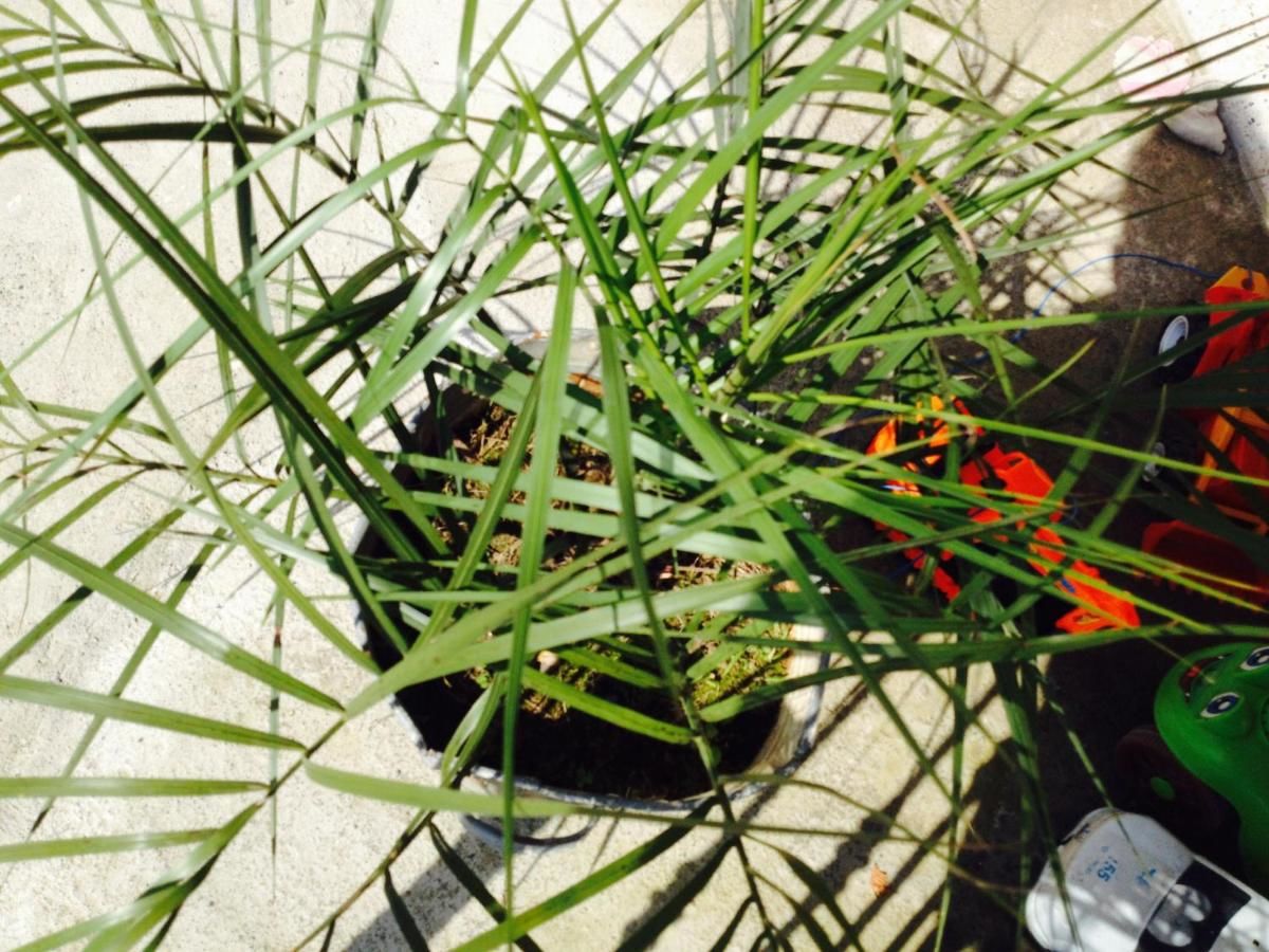 Гостевой дом Guest House Maxim Махинджаури-46