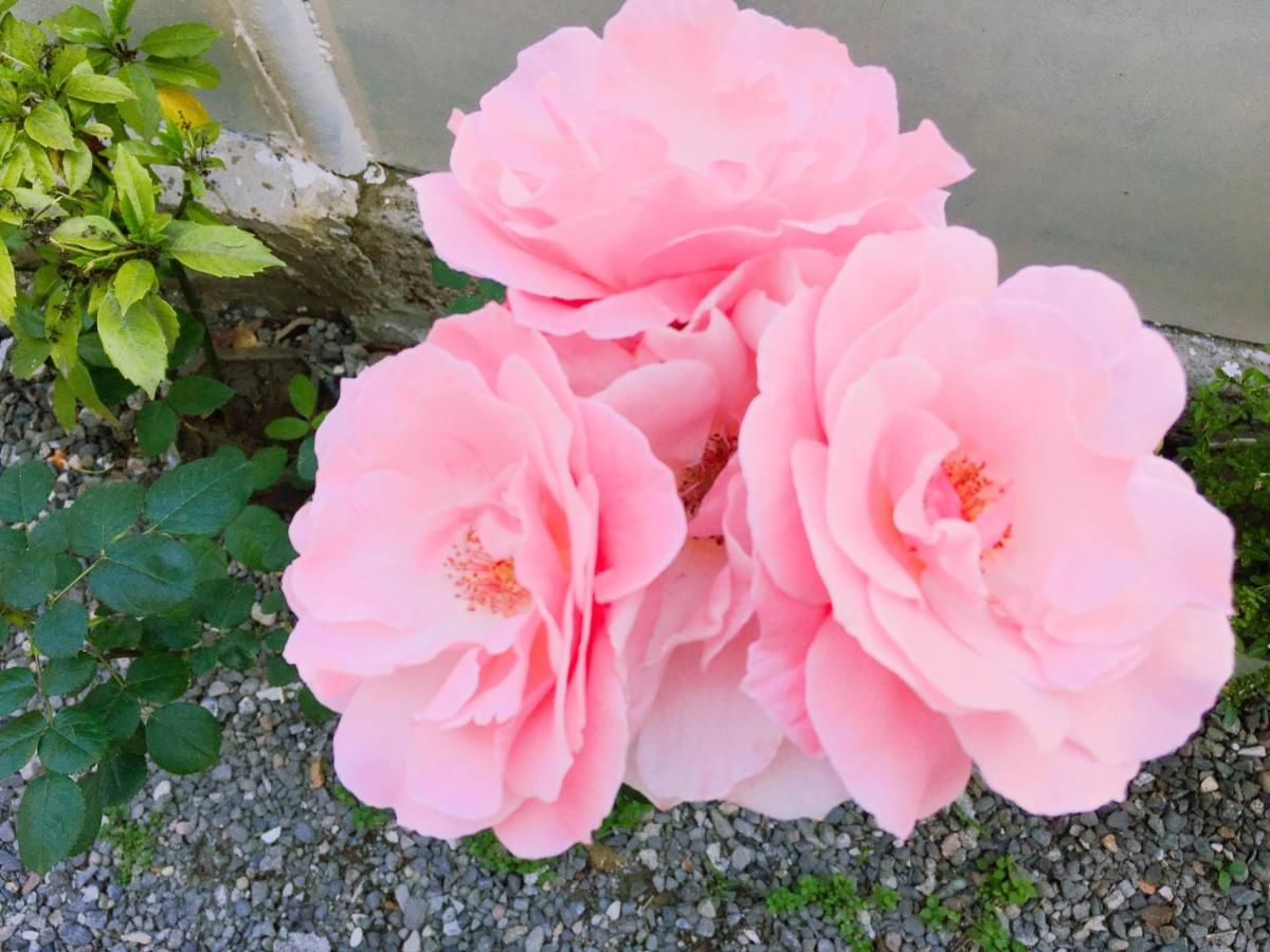 Гостевой дом Guest House Maxim Махинджаури-47