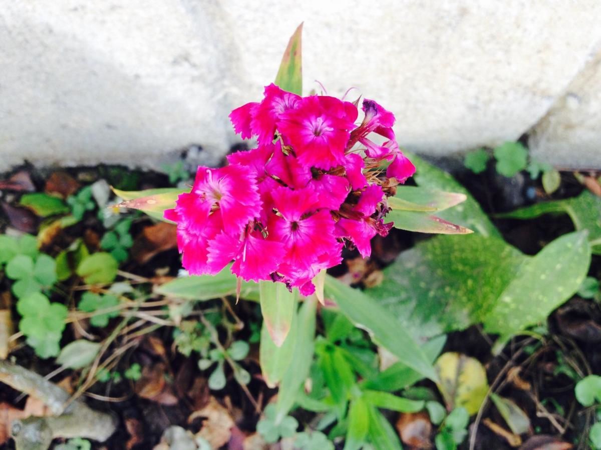 Гостевой дом Guest House Maxim Махинджаури-48